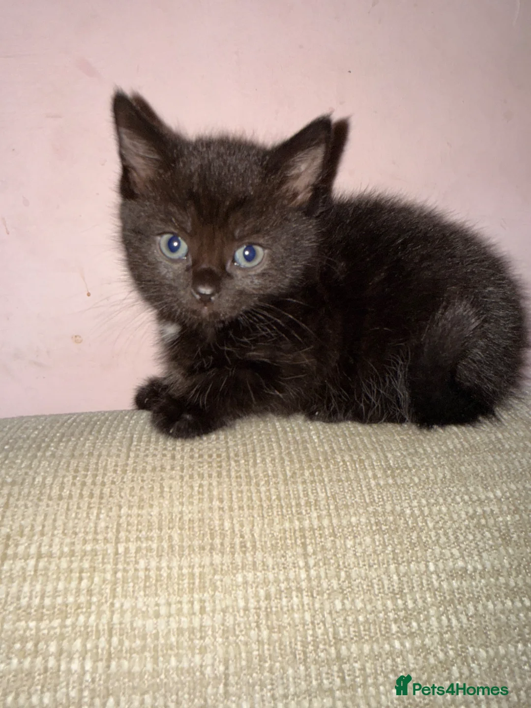 Mixed Breed cats for sale: Kittens - Ready Monday 6th  - Advert 12