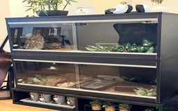 Snake reptiles for sale: Two ball pythons with setups - Image 1