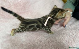 Bengal cats for sale: Beautiful Bengal babies  - Image 6
