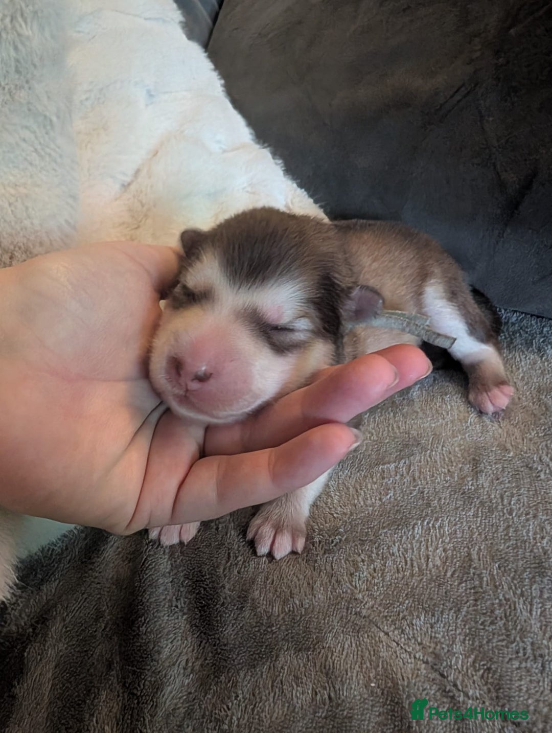 Alaskan Malamute dogs for sale: KC Alaskan malamute puppies champion lines - Image 23