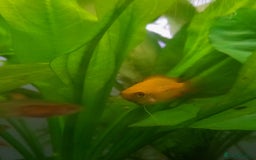 Gouramis fish for sale: Honey Gourami - Image 2