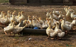 Geese poultry for sale: Embden Geese For Sale  - Image 5