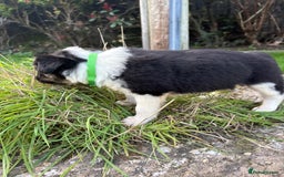 Bearded Collie dogs for sale: 🚨3/4 BEAUTIFUL BEARDIE PUPPIES 🚨 - Image 18