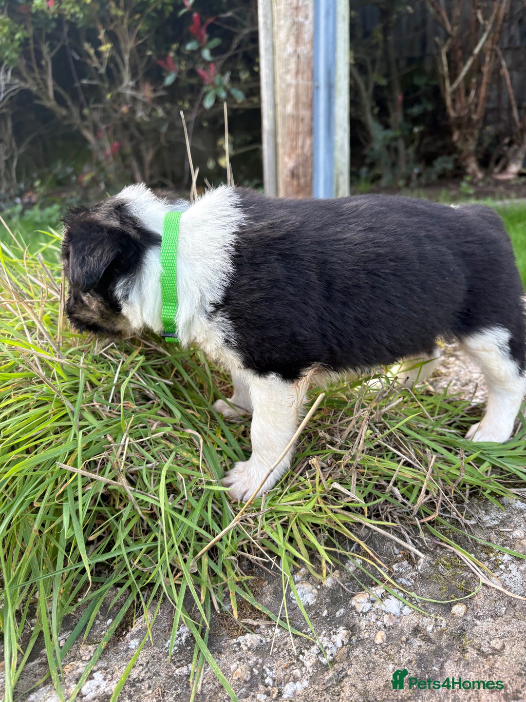 Bearded Collie dogs for sale: 🚨3/4 BEAUTIFUL BEARDIE PUPPIES 🚨 - Image 18