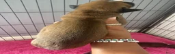Boxer dogs for sale: Stunning Kc bobtail and tail boxers  - Advert 18