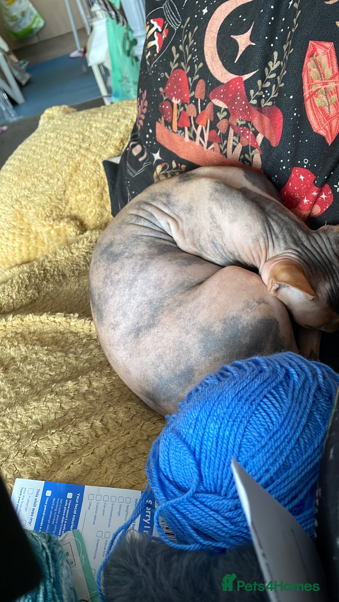Sphynx cats for sale: Sphynx female 2 years old intact  - Image 4