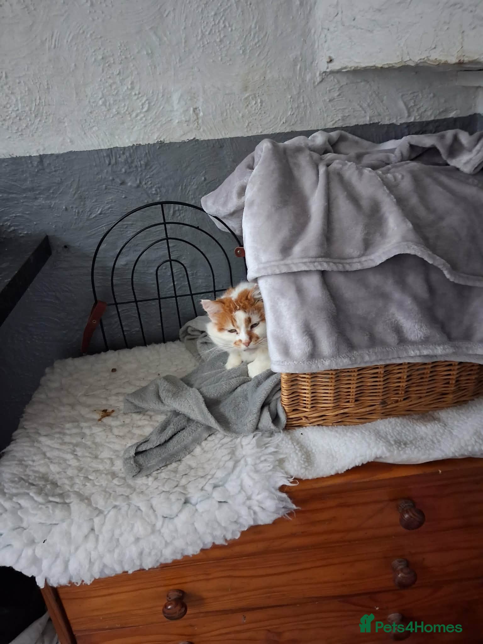 Mixed Breed cats for adoption: Charlie for adoption in Doncaster - Advert 3