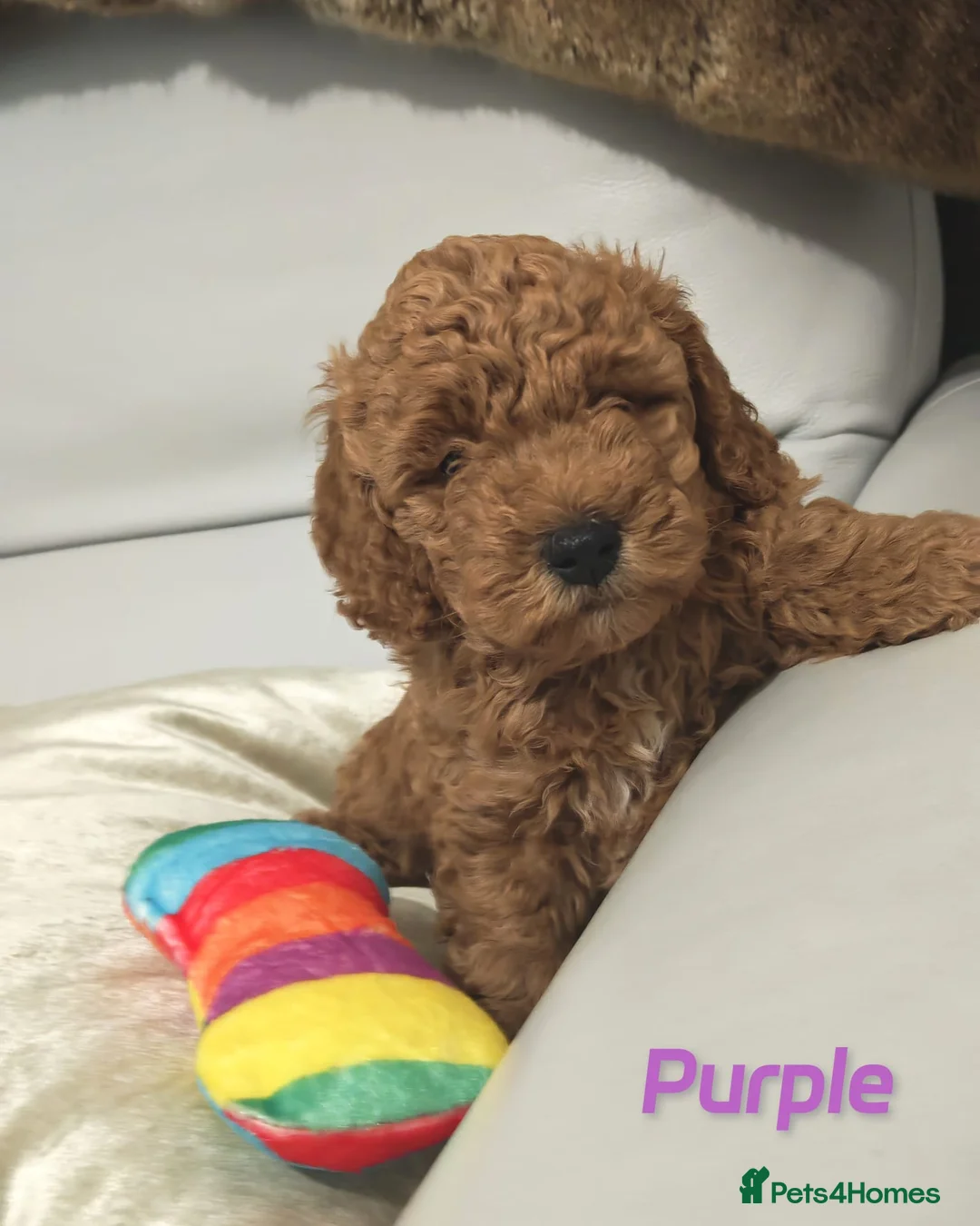 Schnoodle dogs for sale: Schnoodle Puppies Looking for Loving Homes - Advert 1