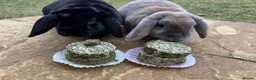 Dwarf Lop rabbits for sale: Three bonded lop bunnies in Northampton - Advert 5