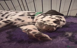 Dalmatian dogs for sale: This is an all liver litter of Dalmatian puppies - Advert 6