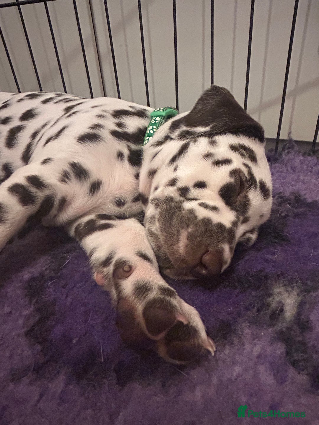 Dalmatian dogs for sale: This is an all liver litter of Dalmatian puppies - Advert 6