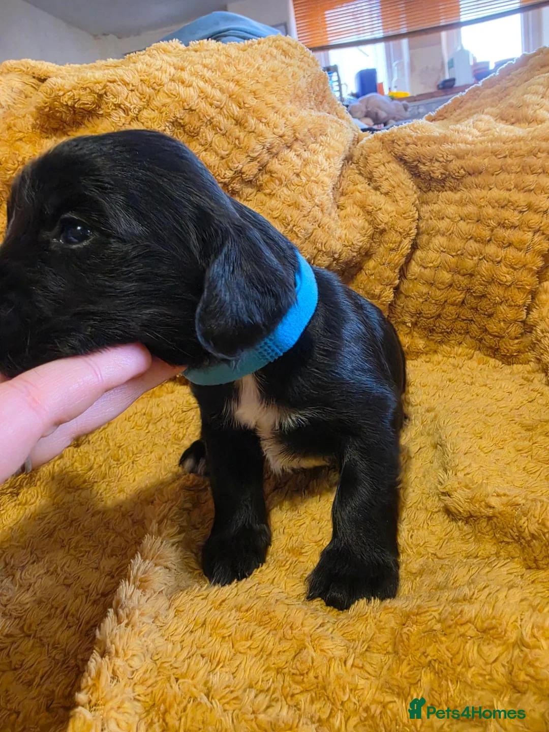 Sprocker dogs for sale: GORGEOUS SPROCKER PUPPIES  - Advert 2