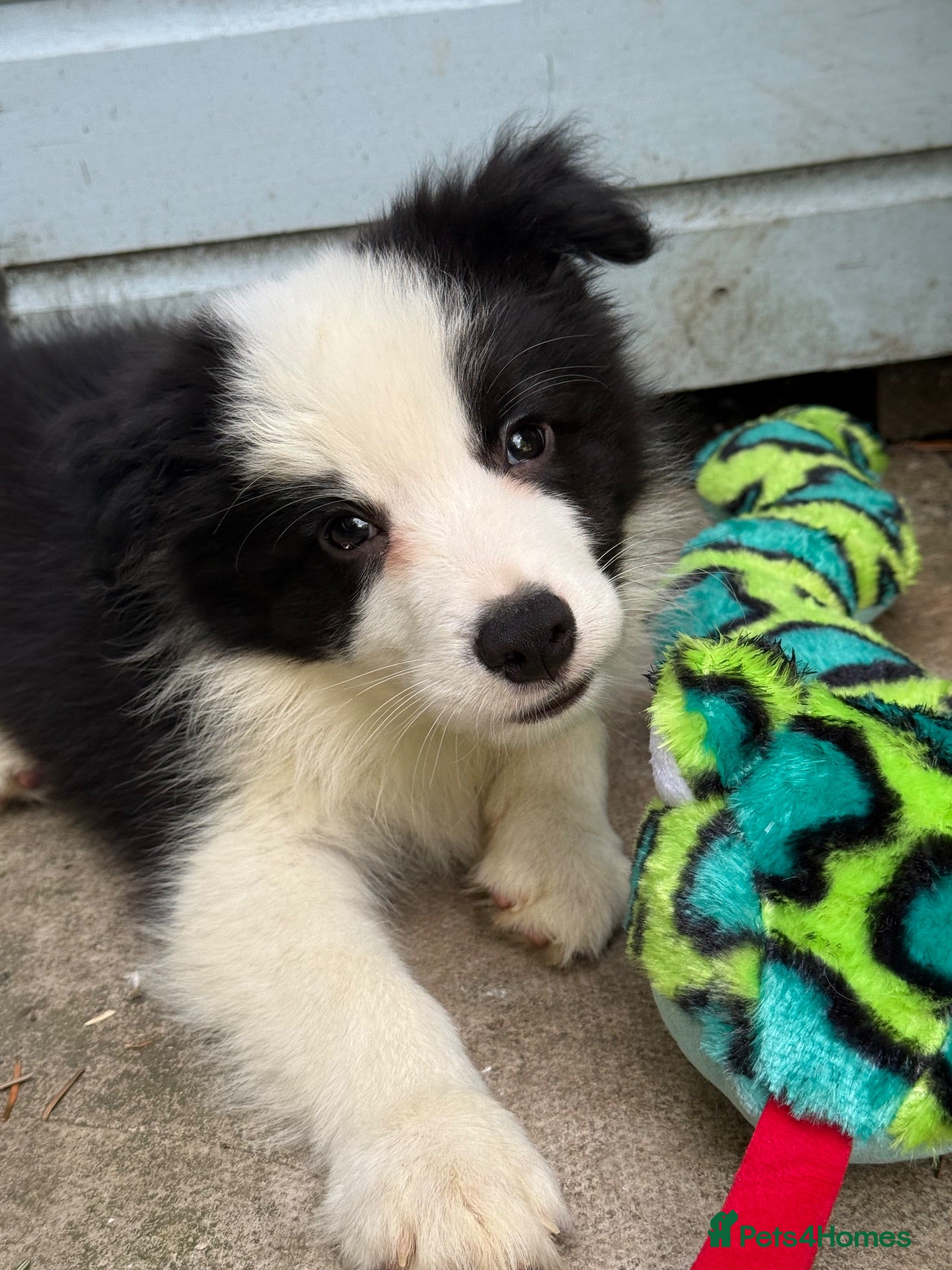 Border Collie dogs 4 Border Collie puppies - Advert 1