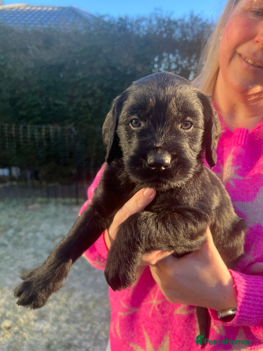 Mixed Breed dogs for sale: Adorable Sheeprador Pups Ready for Forever Homes! - Advert 14