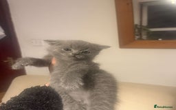 British Shorthair cats for sale: RARE LILAC COLOURPOINT BRITISH SHORT HAIR KITTENS  - Image 14