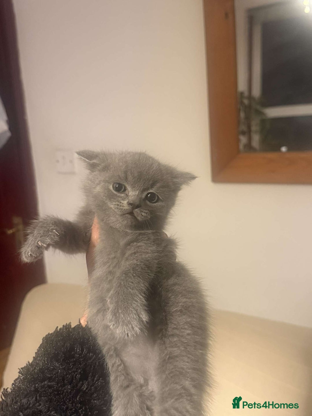 British Shorthair cats for sale: RARE LILAC COLOURPOINT BRITISH SHORT HAIR KITTENS  - Image 14