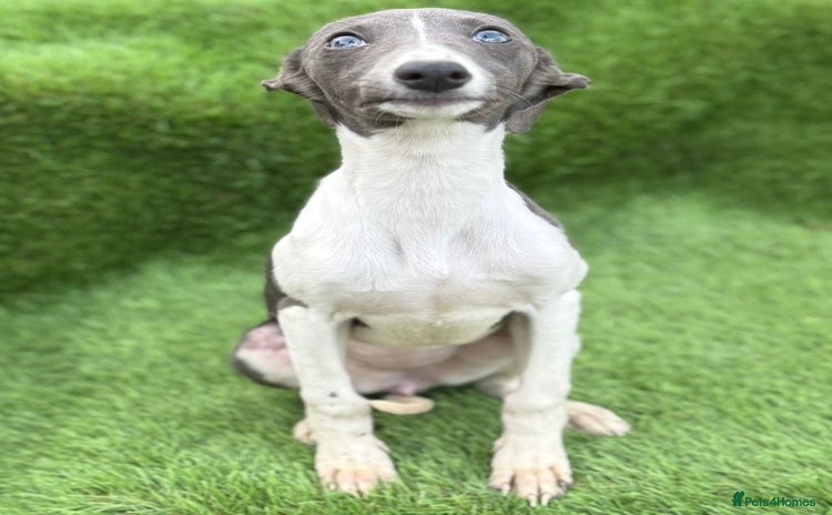 Whippet dogs - Advert 1