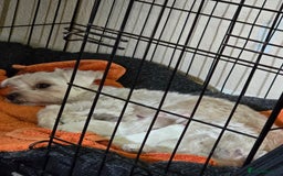 Maltese dogs for sale: 4 maltese girls - Image 2