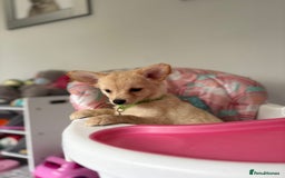 Chihuahua dogs for sale: Chihuahua x Italian volpino (5 puppies left ) 🏆 - Image 31