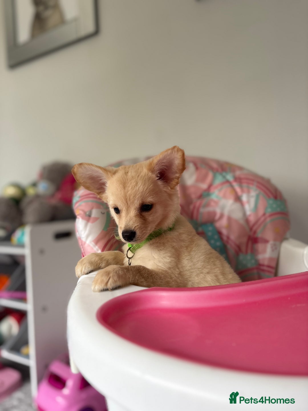 Chihuahua dogs for sale: Chihuahua x Italian volpino (5 puppies left ) 🏆 - Image 31