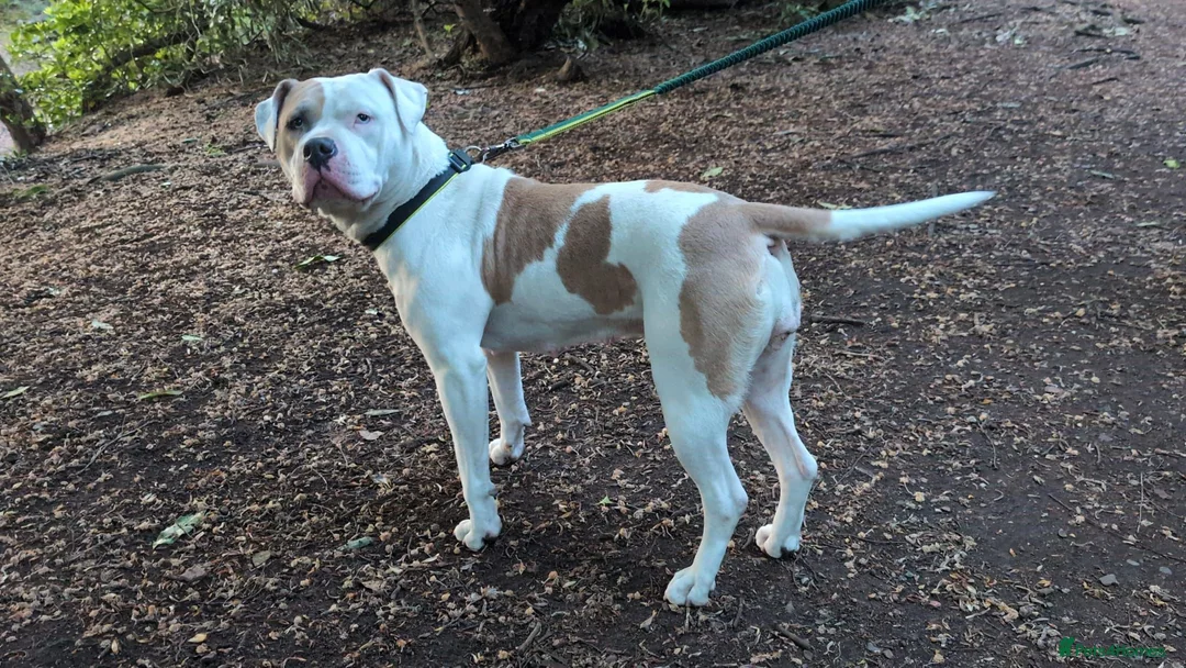 American Bulldog dogs for sale: American Bulldog Puppies - Advert 38