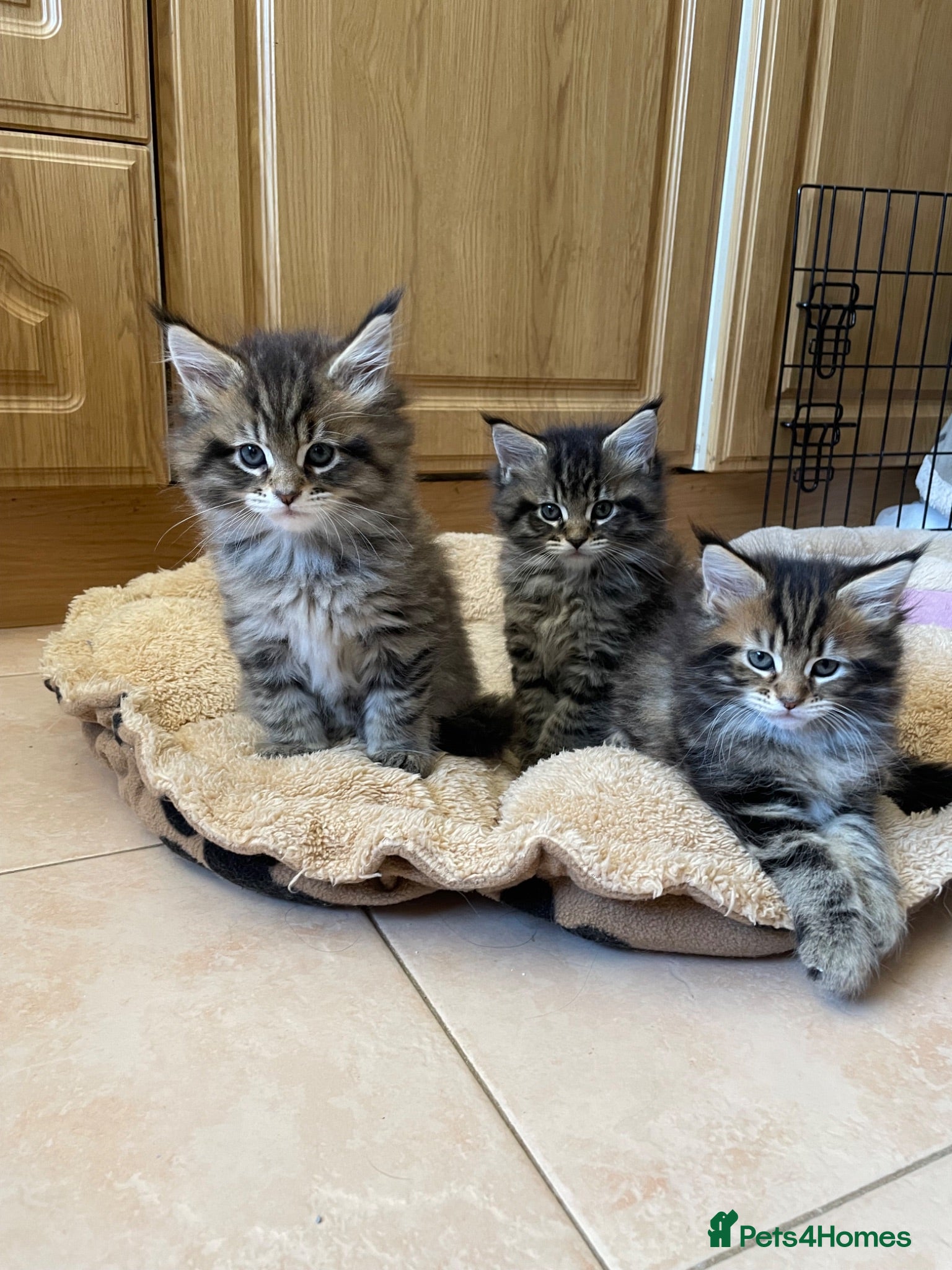 Maine Coon cats Tufty ears and big paws  - Advert 8