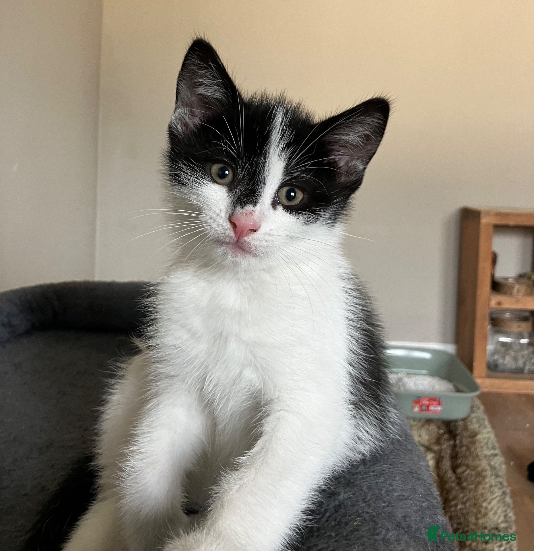 Mixed Breed cats 4 adorable farm rescues looking for loving homes - Advert 1