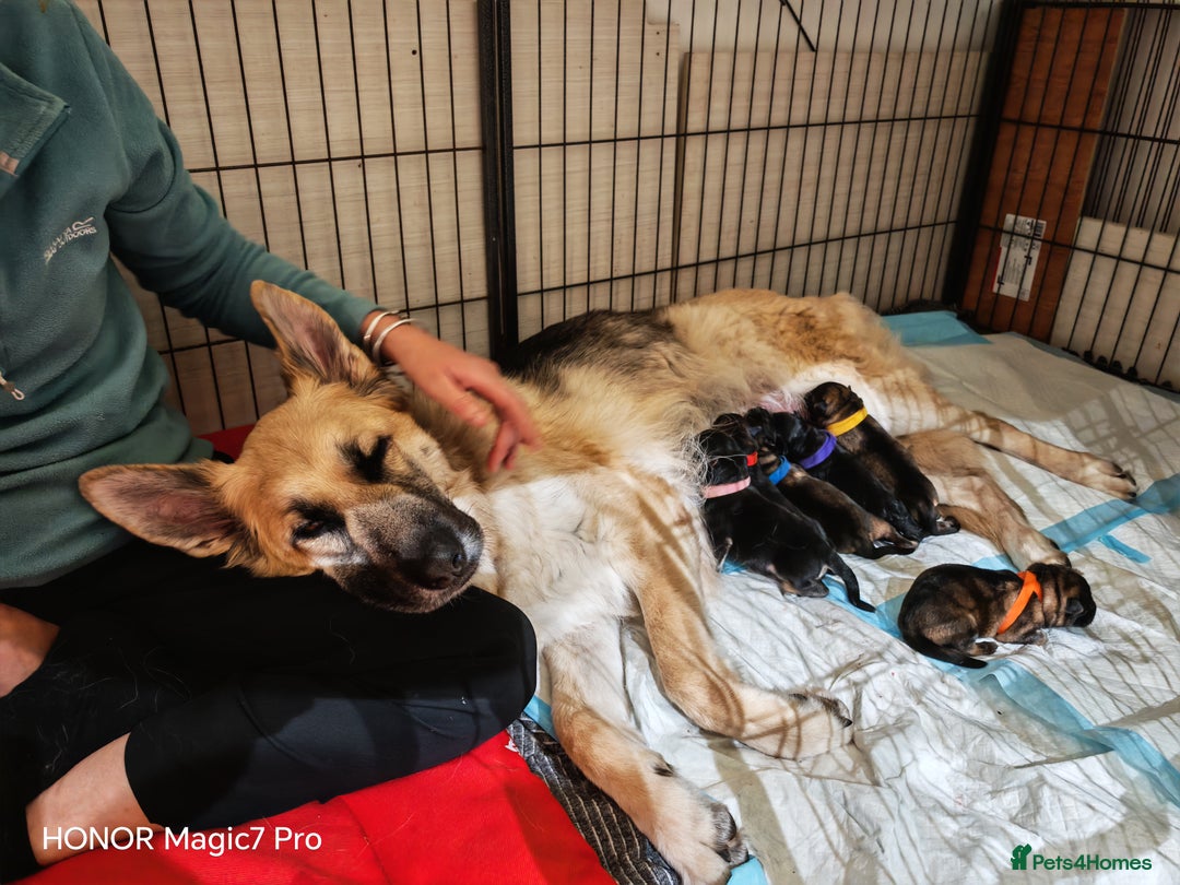 German Shepherd dogs for sale: German Shepherd puppy - Image 9