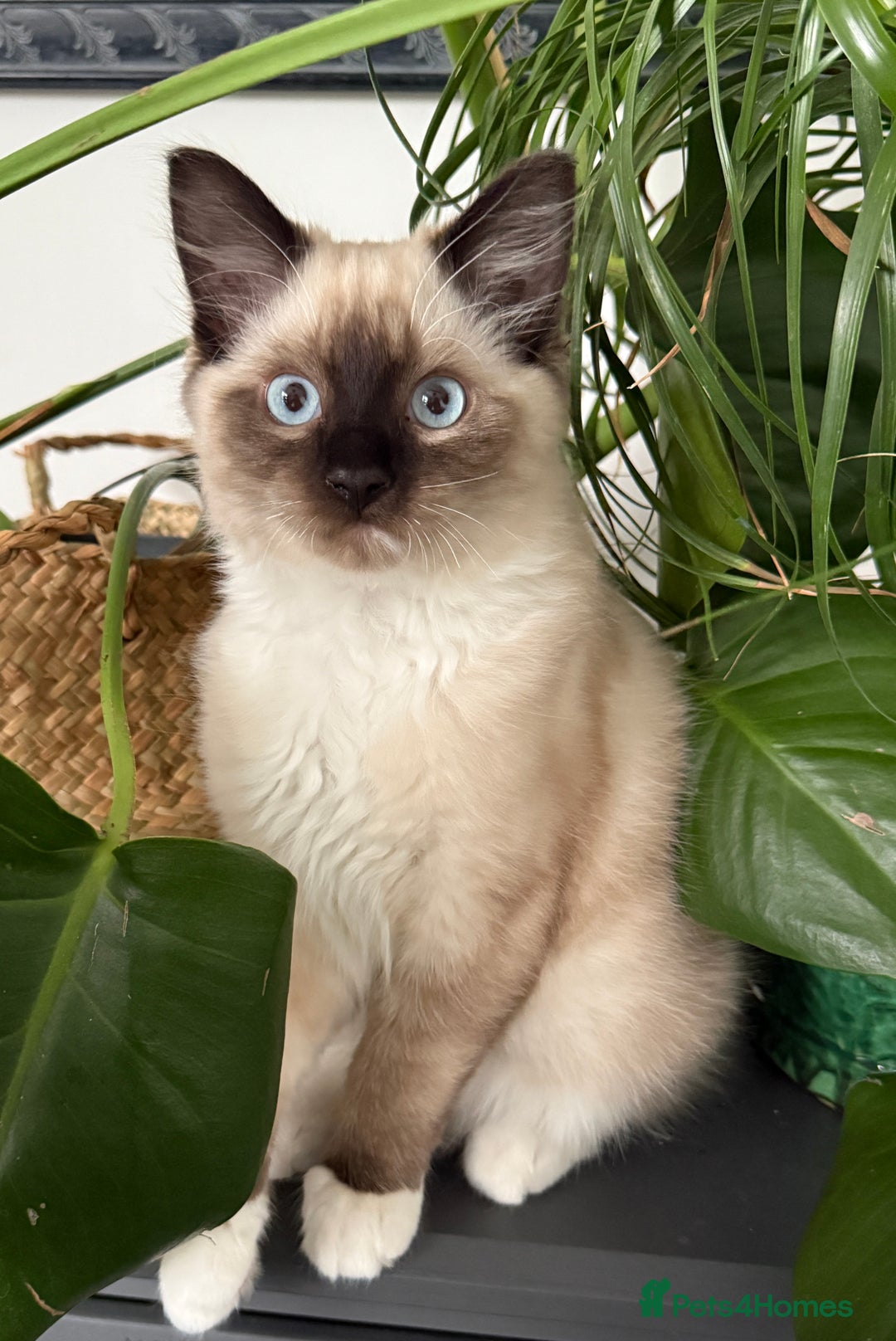 Ragdoll cats for sale: Ragdoll - Advert 3