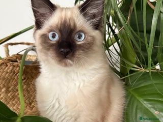 Ragdoll cats Ragdoll - Advert 15