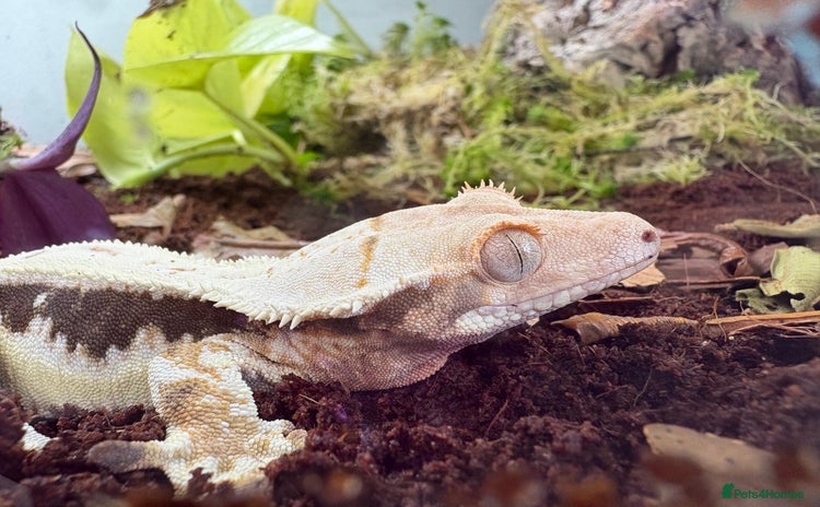 Gecko reptiles - Advert 1