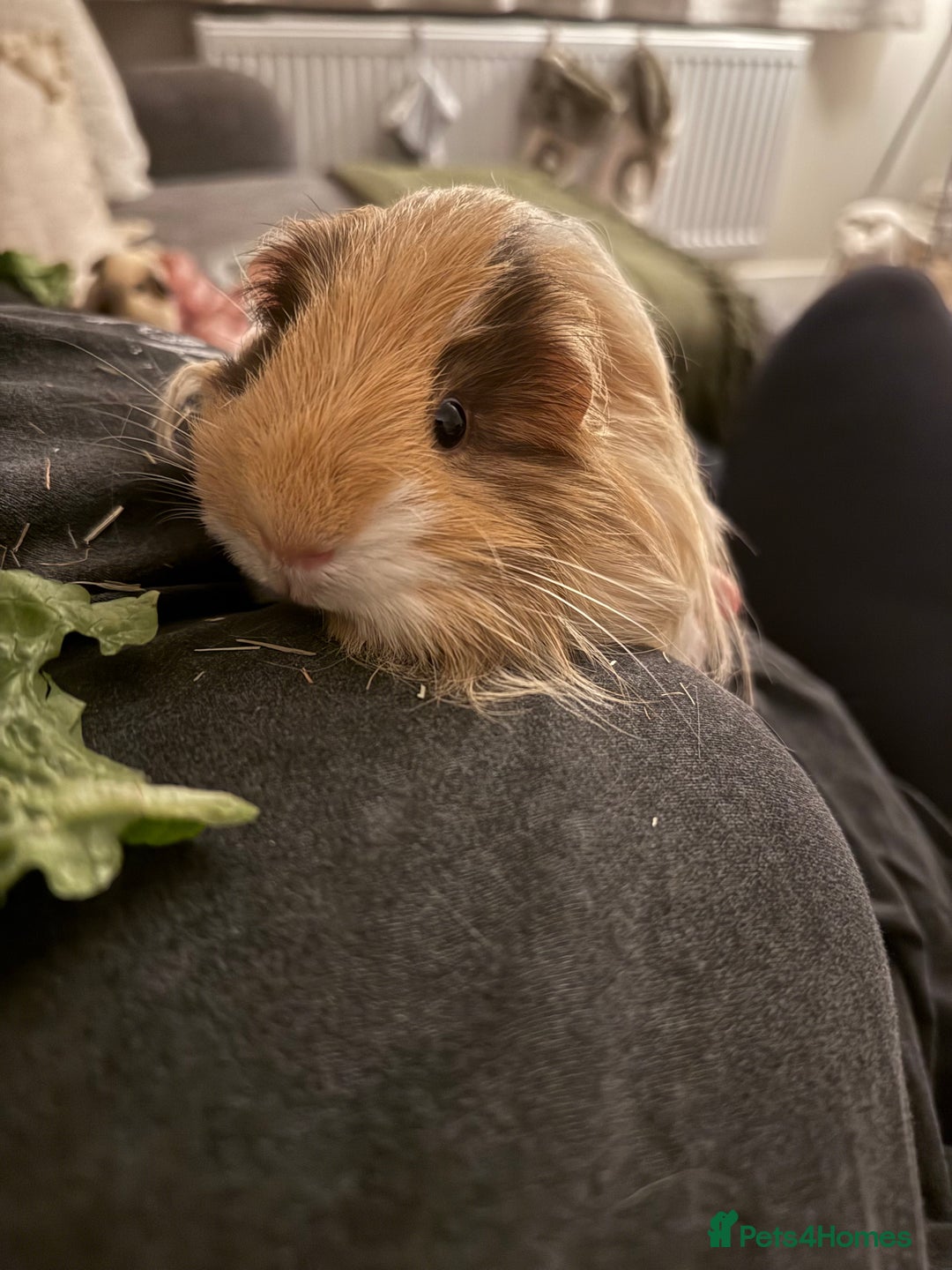 Guinea Pig rodents for sale: 2 Male Guinea Pigs, optional Hutch & Accessories  - Advert 4