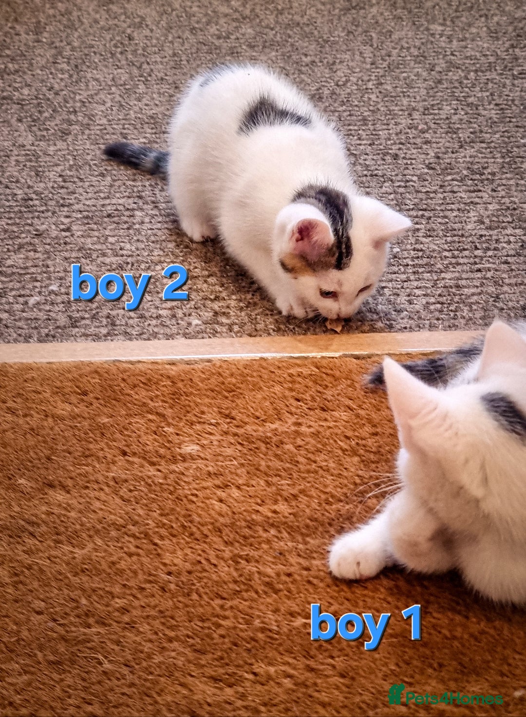 Mixed Breed cats for sale: 🐾 Beautiful, Well-Socialised Kittens 🐾 - Advert 6