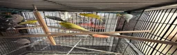 Budgerigars birds for sale: Budgies  - Advert 2