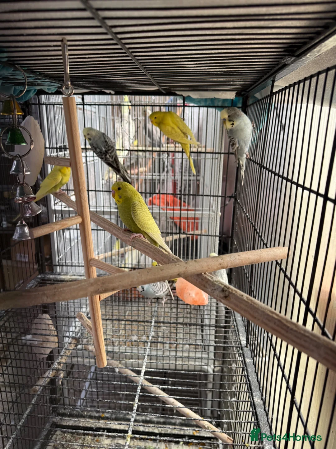 Budgerigars birds for sale: Budgies  - Advert 2