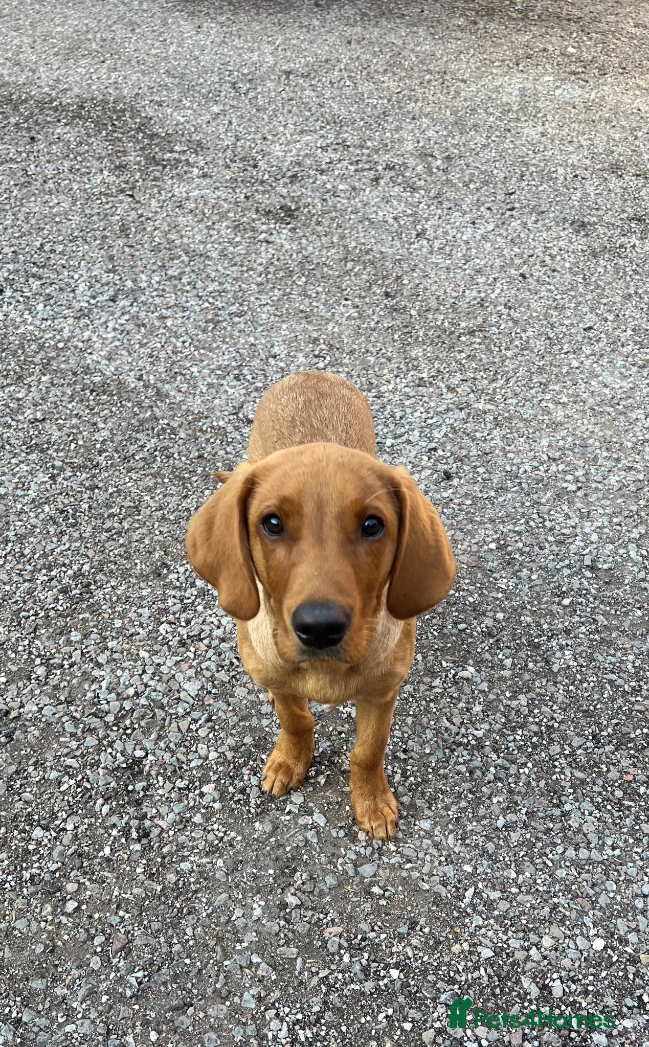 Labrador Retriever dogs 4 month old Fox Red Lab Health tested Male  - Advert 1