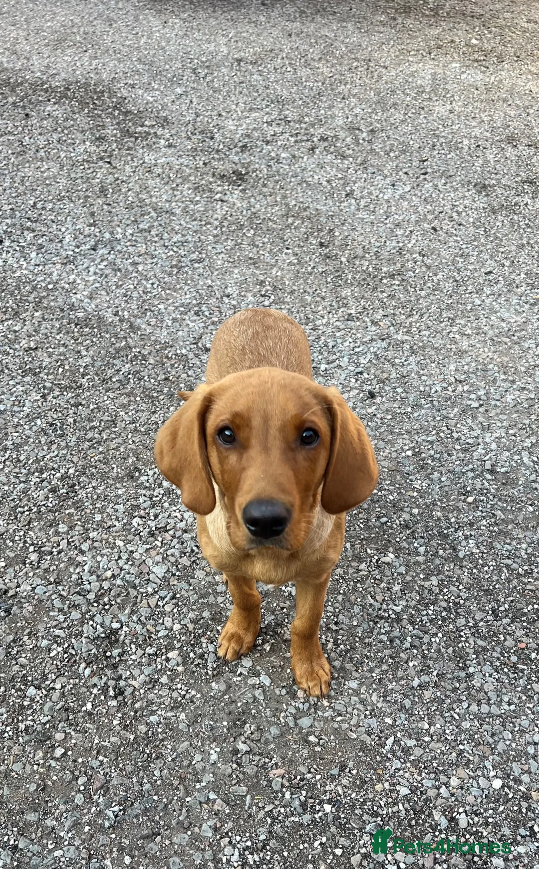 Labrador Retriever dogs for sale: 4 month old Fox Red Lab Health tested Male  - Advert 2