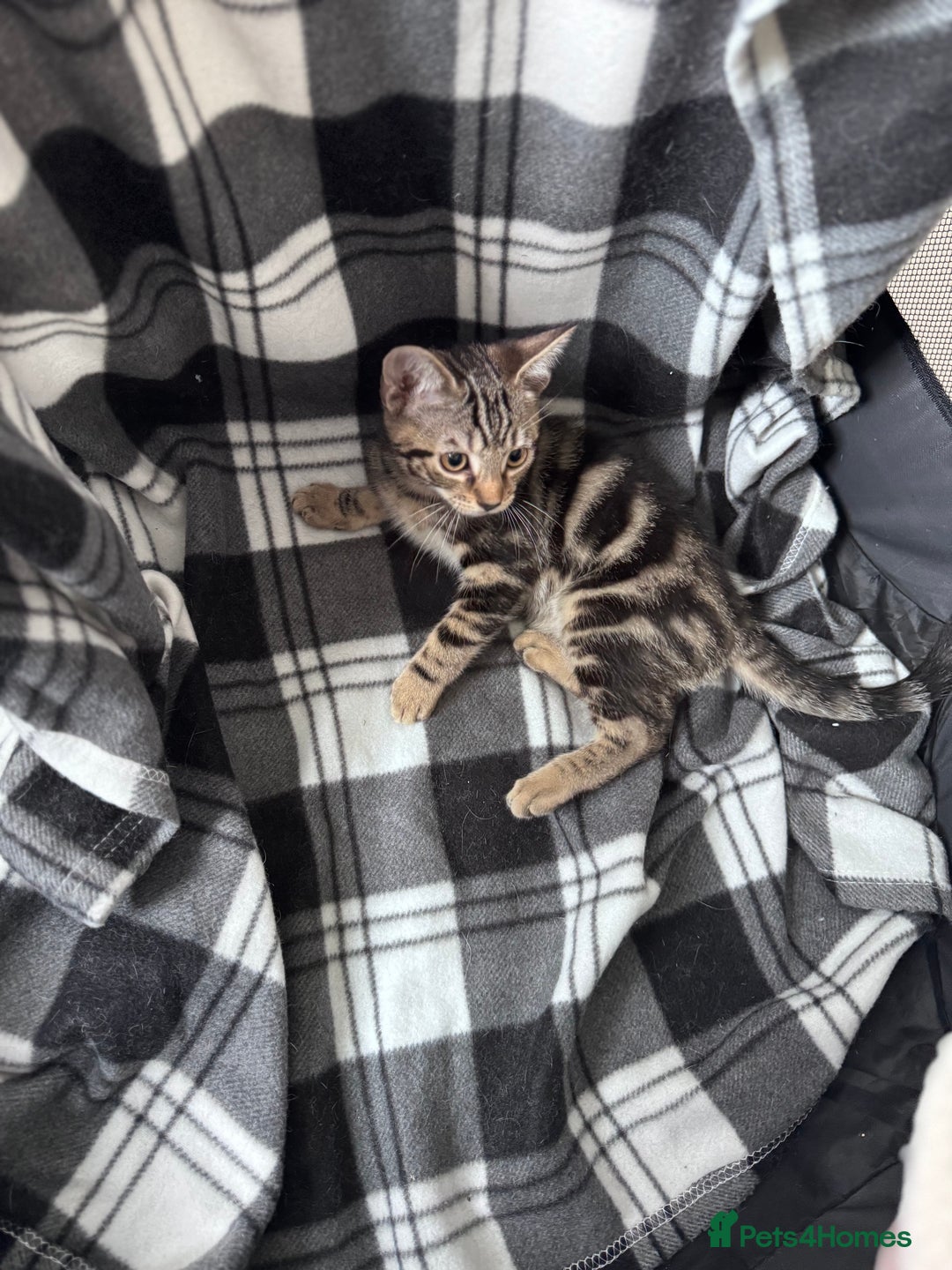 Mixed Breed cats for sale: 4 tabby kittens available  - Image 9