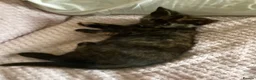 Domestic Shorthair cats for sale: Three kittens for sale  in Heywood - Advert 9
