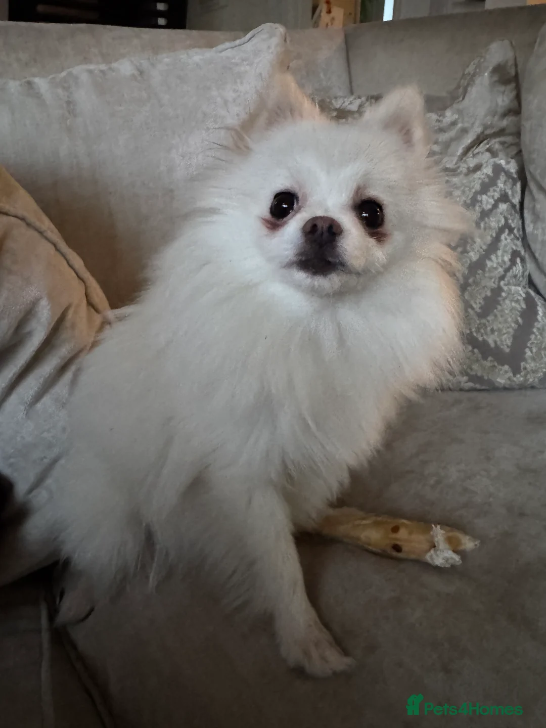 Pomeranian dogs for sale: Female  **  Pomeranian 1 yr old, Pompom in Chesterfield - Advert 2