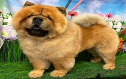 Chow Chow dogs for stud: MAGESTIC CHOW CHOW STUD  - Image 6
