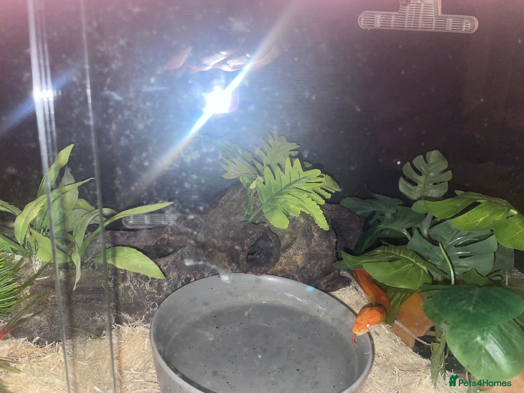 Corn Snake reptiles for sale: Corn snake lava molt  - Advert 2