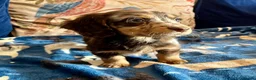 Mixed Breed dogs for sale: Working Cocker Spaniel x Longhair Dachshund - Advert 10