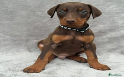 Dobermann dogs for sale: Kc Reg.European Blood lines Doberman Puppies - Image 6