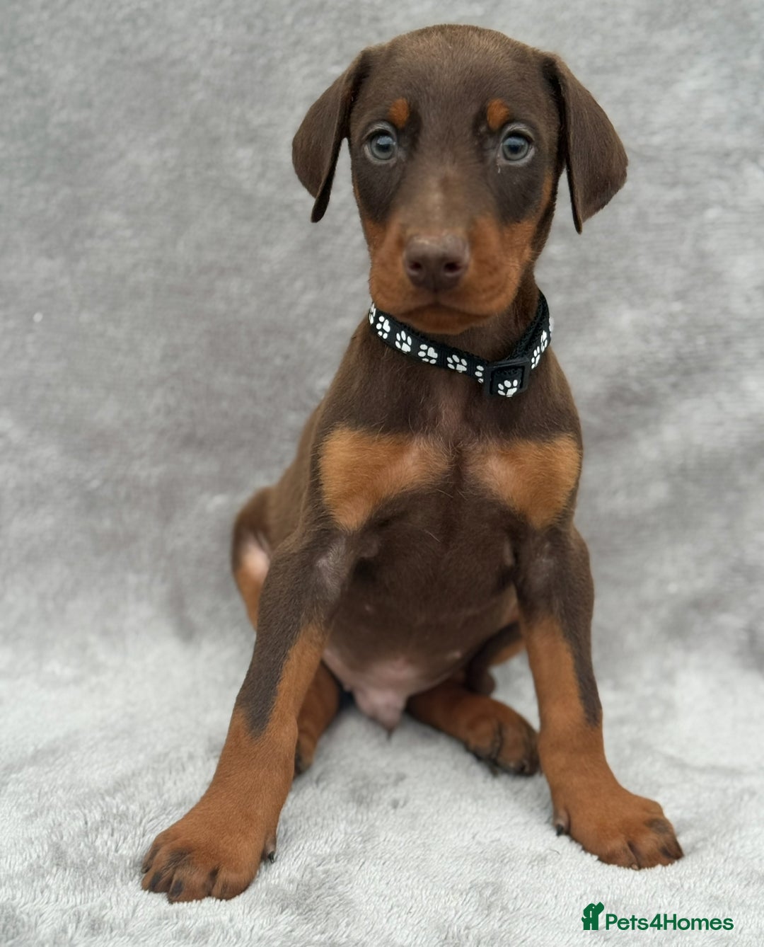 Dobermann dogs for sale: Kc Reg.European Blood lines Doberman Puppies - Image 6