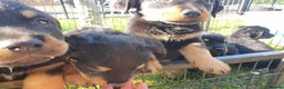 Rottweiler dogs for sale: Loving Rottweiler Puppies for Forever Homes - Advert 6
