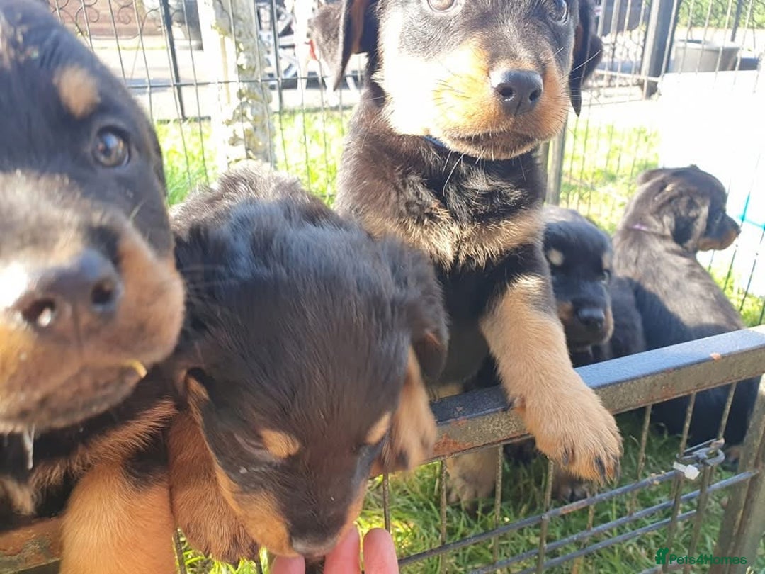 Rottweiler dogs for sale: Loving Rottweiler Puppies for Forever Homes - Advert 6