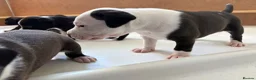 Mixed Breed dogs for sale: Amazing American Staffordshire pups for sell in Woodford Green - Advert 11