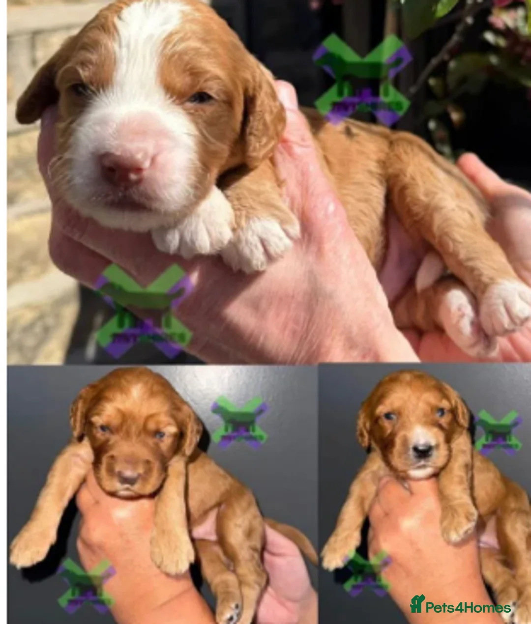 Cockapoo dogs for sale: F1 fox red mini cockapoos 30 dna health tested clr - Advert 1