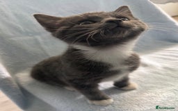 Mixed Breed cats for sale: British Short Hair X Grey and Tabby kittens - Image 4